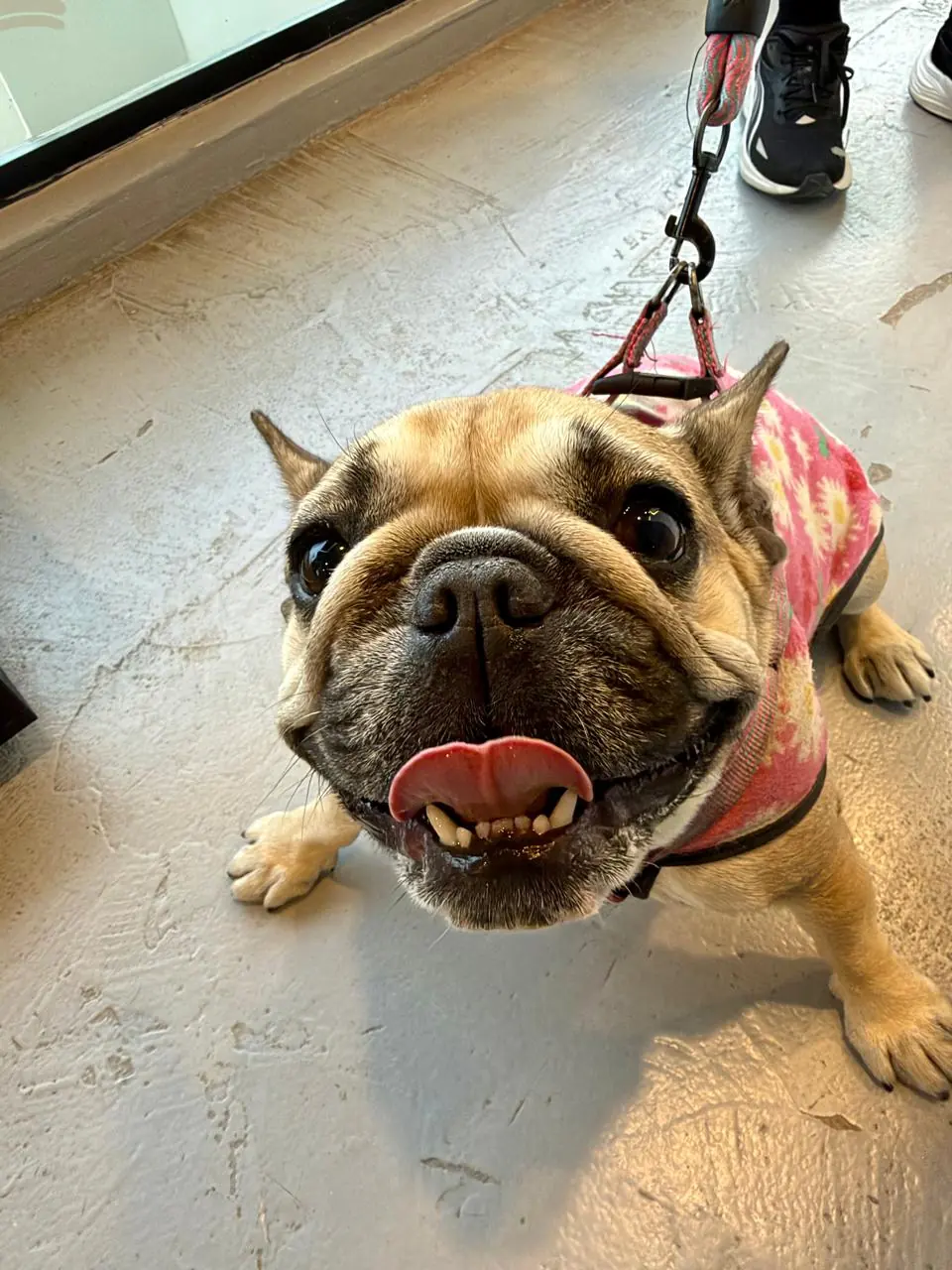 Bulldog francés con pechera rosa, sacando la lengua