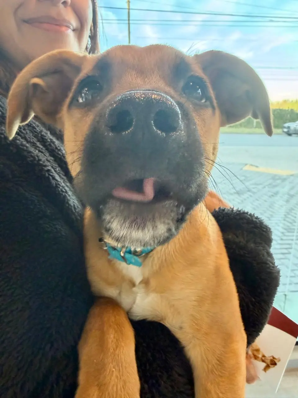 Cachorro mestizo marrón en brazos, mirando a la cámara