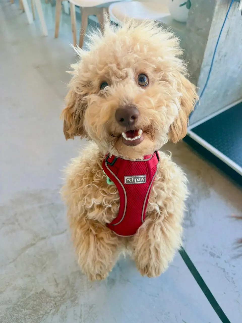 Caniche color miel con pechera roja, sonriendo