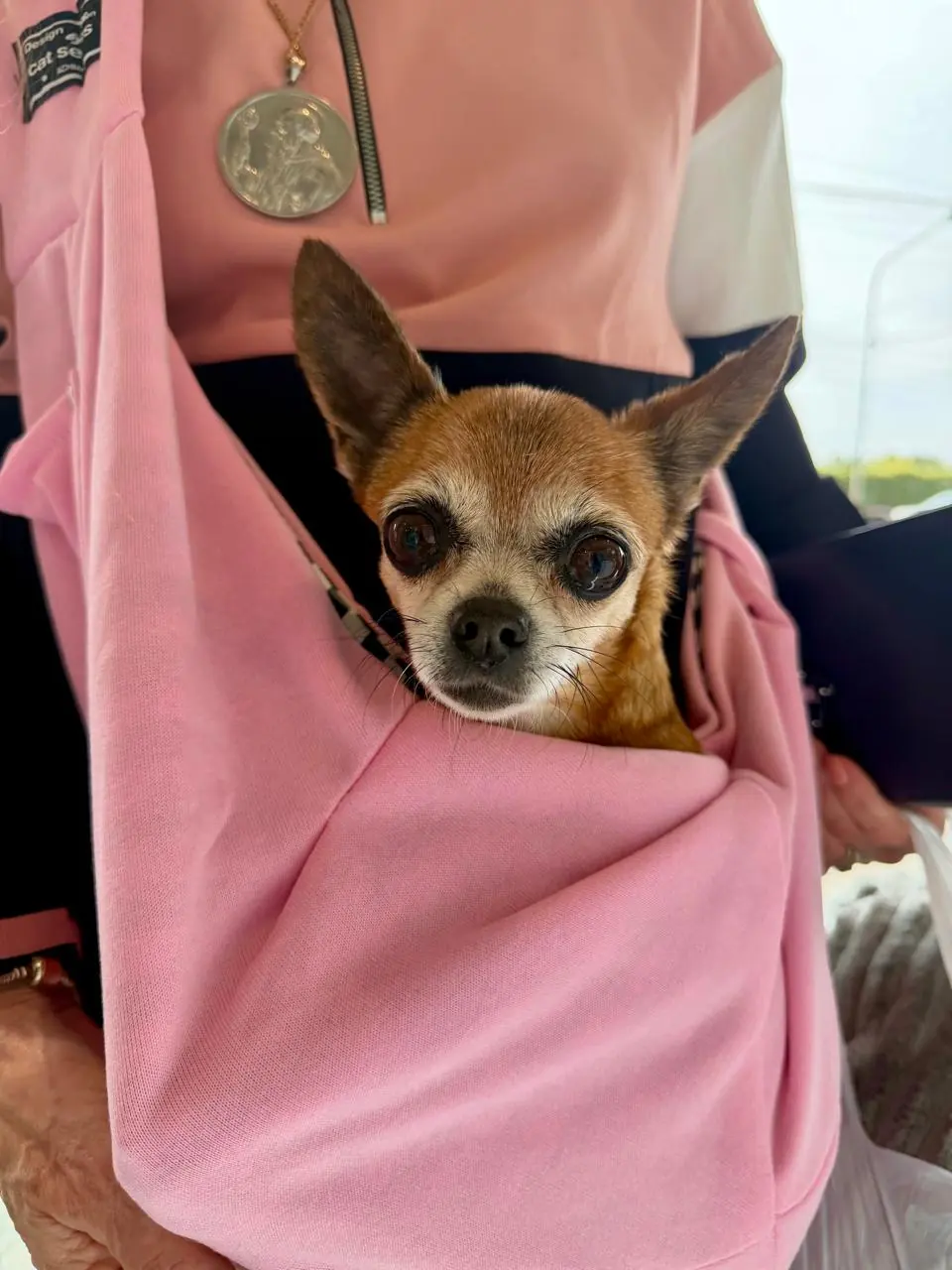 Chihuahua asomado desde un bolso rosa