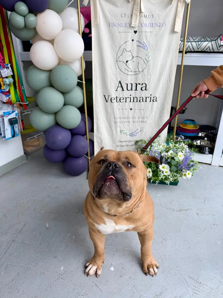 Bulldog marrón frente a los globos de la apertura