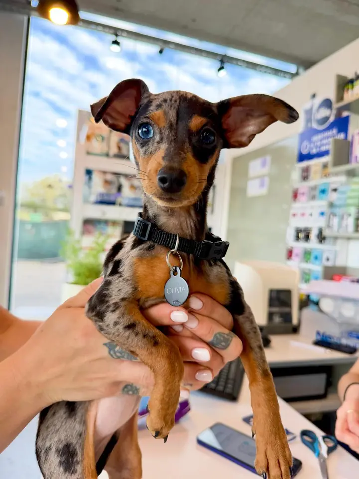 Cachorro de pelaje manchado y ojos celestes, en brazos