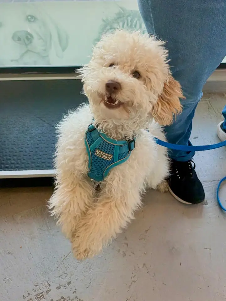 Caniche crema con pechera turquesa