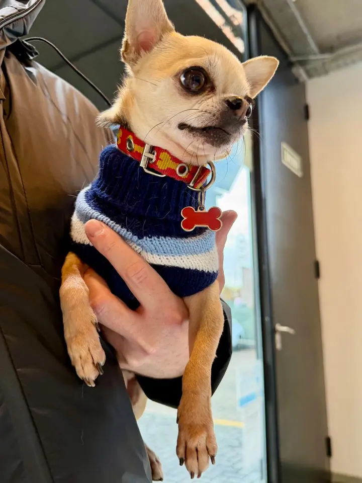 Chihuahua con buzo tejido y collar rojo, en brazos