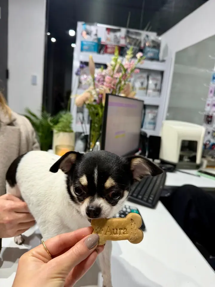 Chihuahua tricolor frente a una galletita de Aura