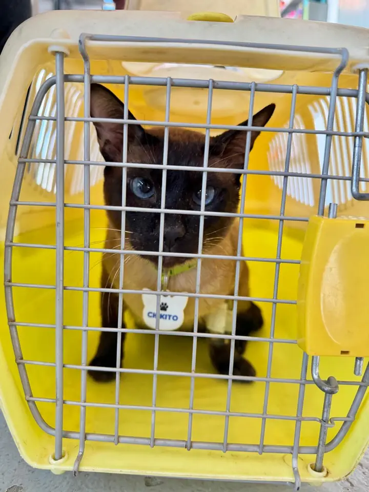 Gato de ojos celestes en su transportadora amarilla