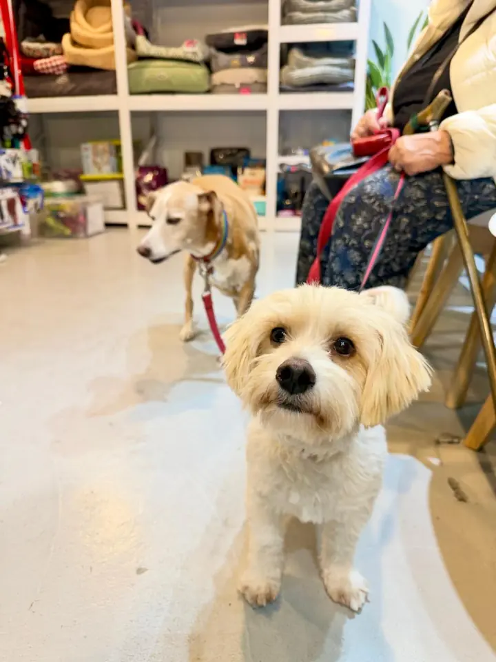 Perrito blanco de pelo largo mirando a la cámara