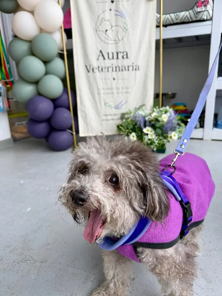 Perro gris de pelo largo con abrigo violeta, sacando la lengua