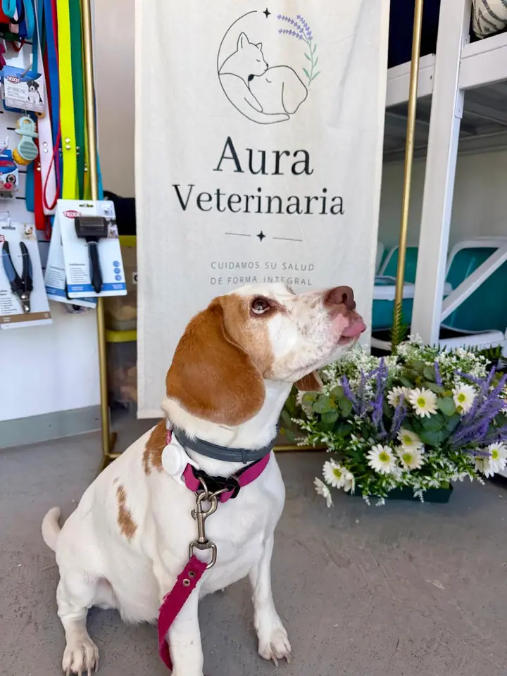Perro blanco y marrón con correa rosa frente al cartel de Aura