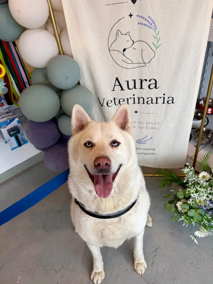Perro blanco con la lengua afuera frente al cartel de Aura