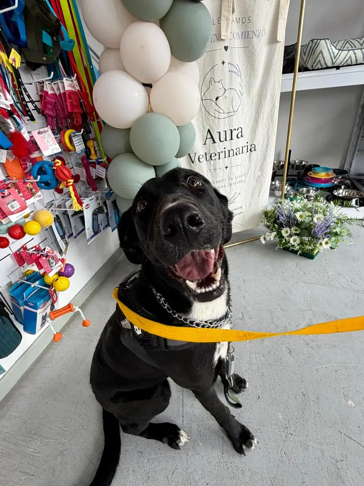 Perro negro con correa amarilla, sonriendo