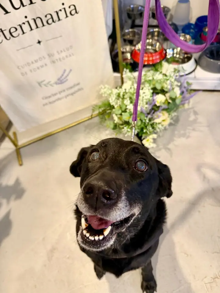 Perro negro sonriendo frente al cartel de Aura