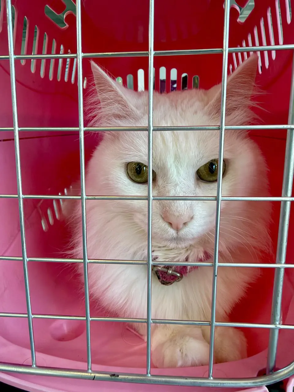 Gato blanco de ojos verdes dentro de su transportadora