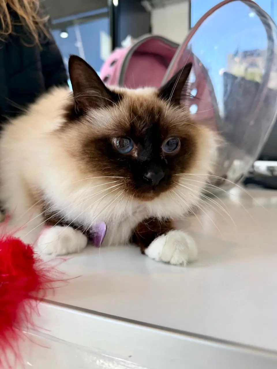 Gato de pelo largo y ojos celestes recostado en la camilla