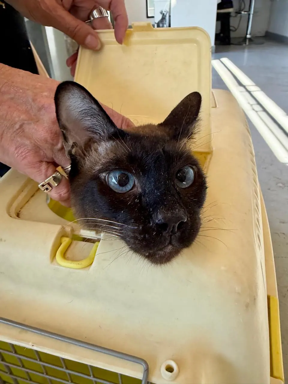 Gato de ojos celestes asomándose de su transportadora