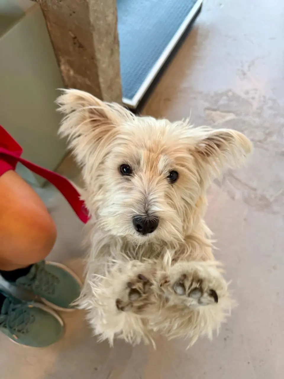 Perrito blanco de pelo largo parado en dos patas
