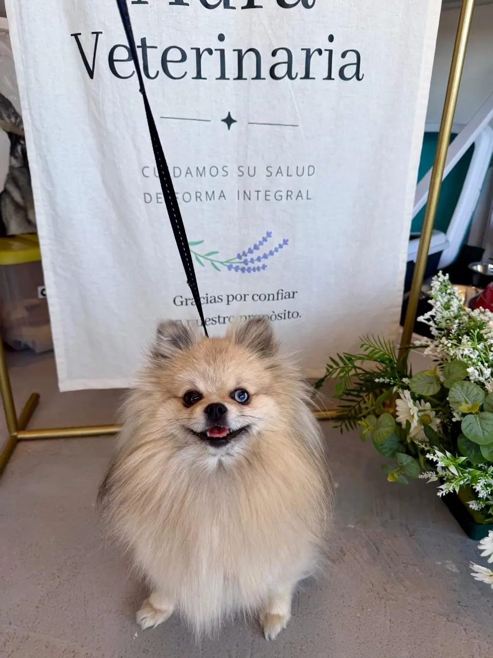 Pomerania frente al cartel de Aura Veterinaria