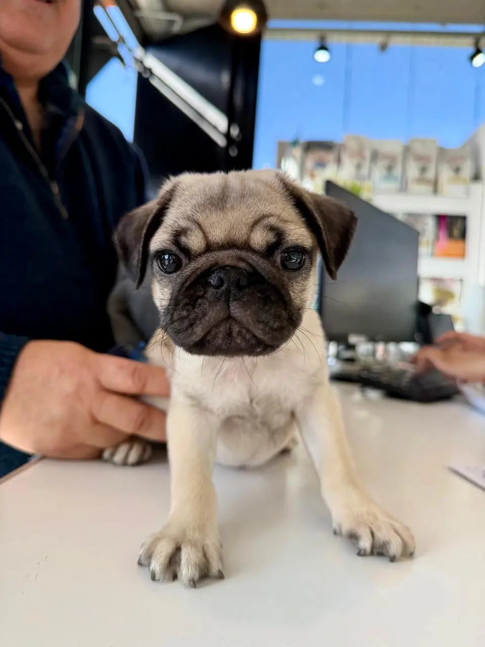 Cachorro de pug sobre la camilla