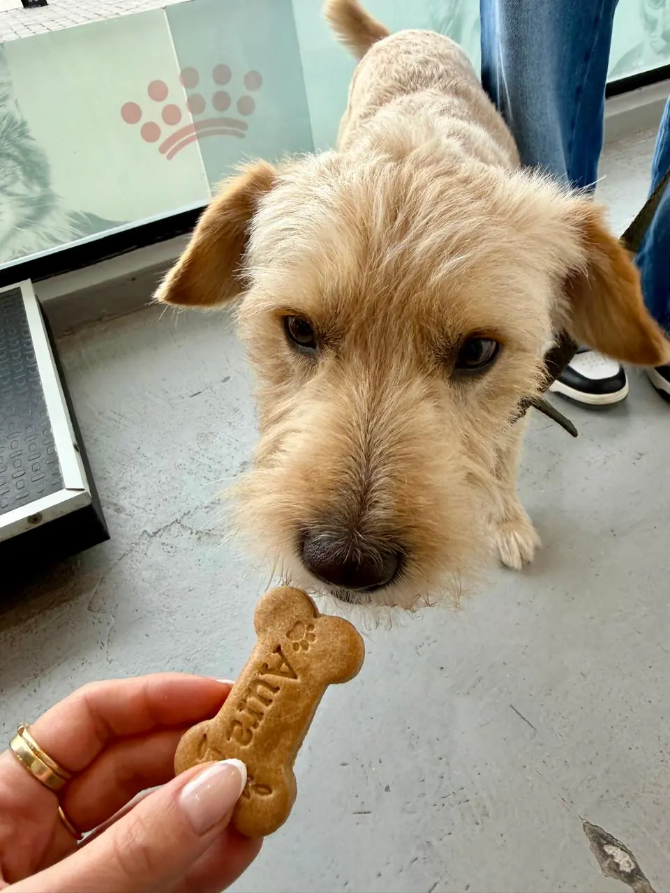 Perro de pelo duro recibiendo una galletita